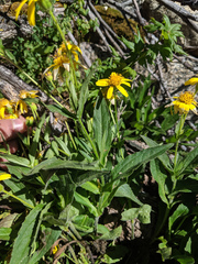 Arnica lanceolata prima