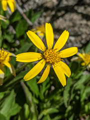 Arnica lanceolata prima