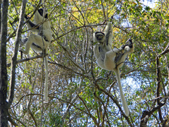 Propithecus verreauxi