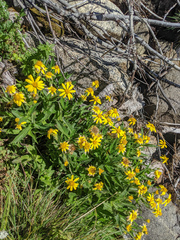 Arnica lanceolata prima