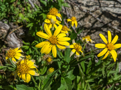 Arnica lanceolata prima