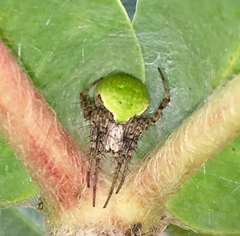 Araneus detrimentosus