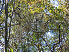 Propithecus verreauxi