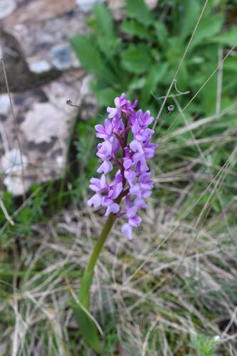Image of Orchis olbiensis by (c) Mourad Harzallah, some rights reserved (CC BY)