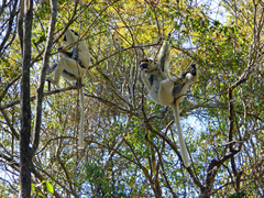 Propithecus verreauxi