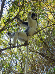 Propithecus verreauxi