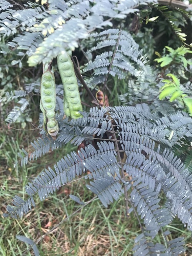 Paraserianthes lophantha