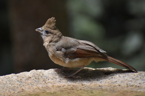Northern Cardinal photographed in Georgia
