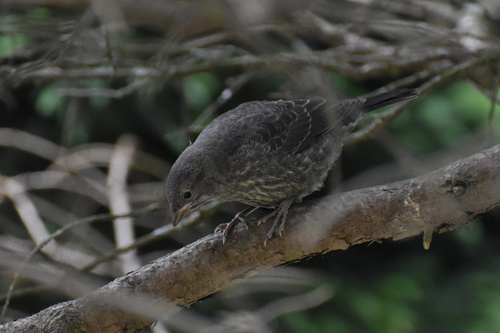 Brown-headed Cowbird photographed in Georgia
