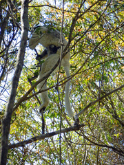 Propithecus verreauxi