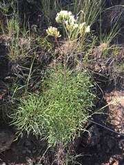 Psacalium decompositum