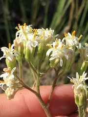 Psacalium decompositum