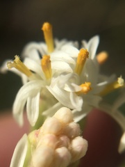 Psacalium decompositum