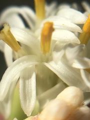 Psacalium decompositum