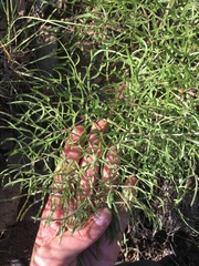 Psacalium decompositum