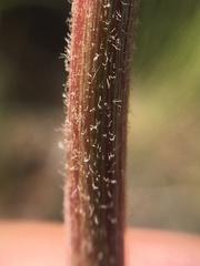 Psacalium decompositum