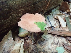 Collybiopsis subnuda