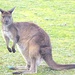 Kangaroo Island Kangaroo - Photo (c) jaliya, some rights reserved (CC BY-NC)
