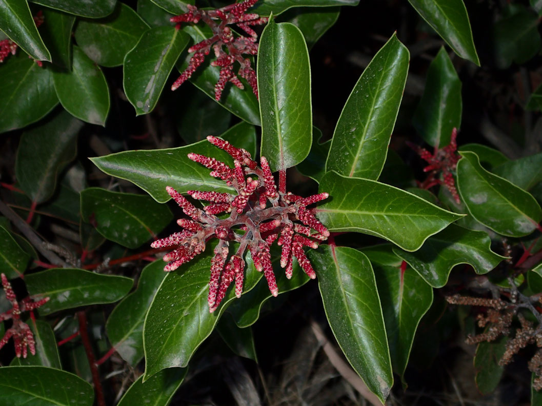 Rhus ovata