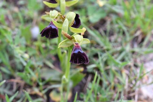 Image of Ophrys atlantica by (c) Mourad Harzallah, some rights reserved (CC BY)