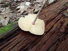 Collybiopsis subnuda