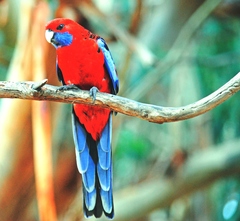 Platycercus elegans melanopterus