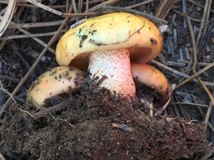 Suillus kaibabensis