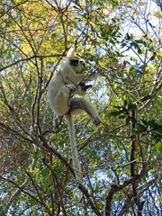 Propithecus verreauxi