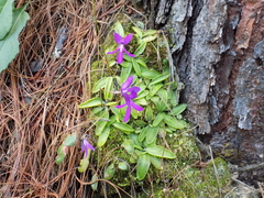 Pinguicula orchidioides