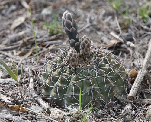 Gymnocalycium bodenbenderianum