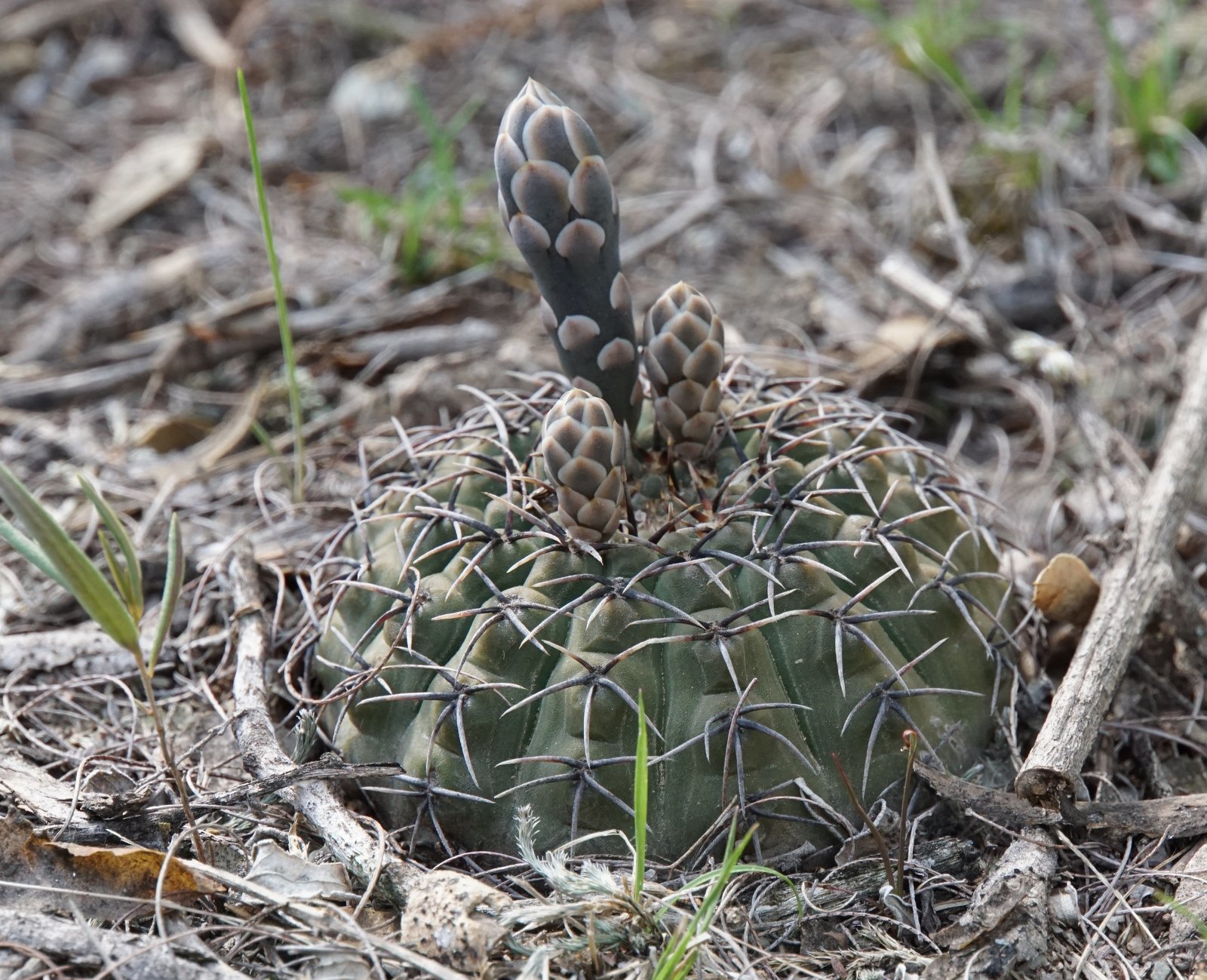 Gymnocalycium bodenbenderianum