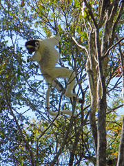 Propithecus verreauxi