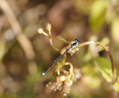 Ischnura pruinescens