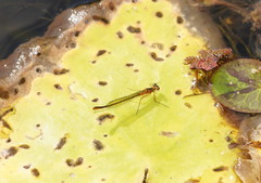 Austrocnemis splendida