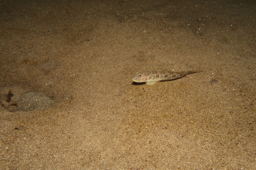 Oxyurichthys lonchotus observed 2022-11-11