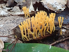 Clavulinopsis corniculata