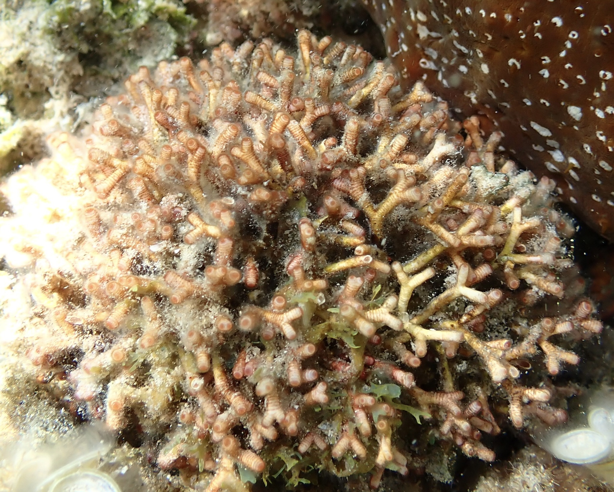 Galaxaura glabriuscula