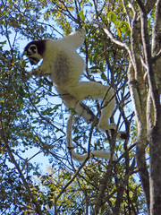 Propithecus verreauxi