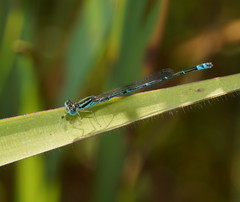 Austroagrion exclamationis
