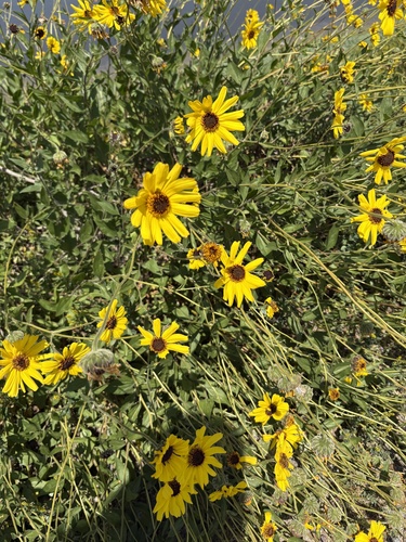 iNaturalist observation photo of California brittlebush
