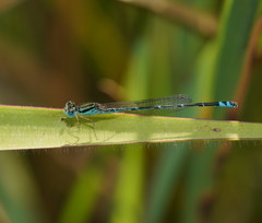 Austroagrion exclamationis