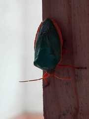 Edessa rufomarginata