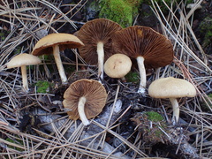 Inocybe subtomentosa