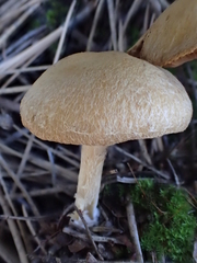 Inocybe subtomentosa