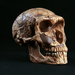 Homo neanderthalensis - Photo (c) NCSSM，保留部份權利CC BY-NC-SA