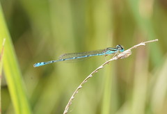Austroagrion exclamationis