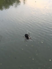 Araneidae