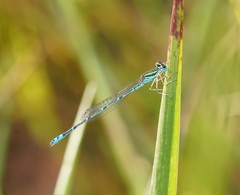 Austroagrion exclamationis