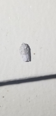 Flatoidinus punctatus
