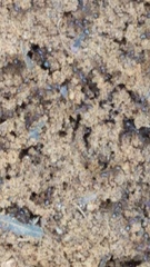 Solenopsis saevissima